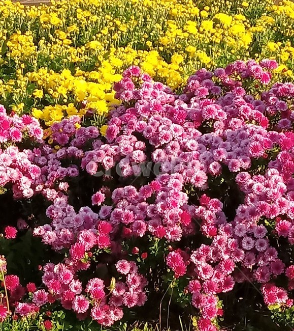 꽃,식물,plant,flower,소국,국화,식물,자연,plants,nature,꽃,flower