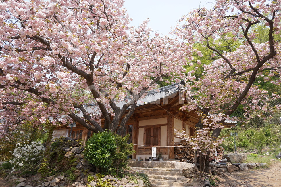 겹벚꽃,개심사,핑크,꽃,봄,풍경,봄,계절,spring,season,한국전통,한국문화,korean traditional,korean culture,식물,자연,plants,nature,꽃,flower,plant