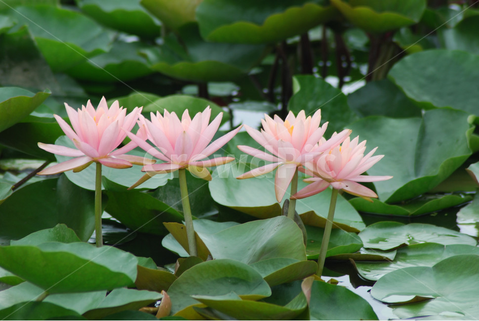 관곡지,시흥연꽃테마파크,연술,연꽃,연잎,식물,자연,plants,nature,꽃,flower
