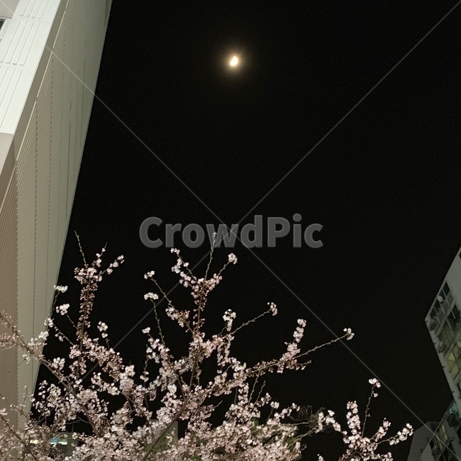봄,벚꽃,달,밤,moon,건물,계절,밤풍경,spring,cherryblossom,moonlight,building,nightlandscape