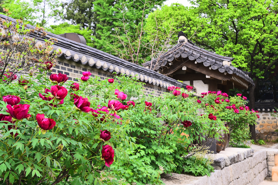 한국전통,한옥마을,민속마을,전통마을,집,하우스,남산,남산타워,모란꽃,봄꽃,5월,4월,시즌,계절,season,배경,바탕,백그라운드,기와지붕,traditionalhouse,traditionalpattern,전통패턴,돌담,마당,장독대,한국전통,한국문화,korean traditional,korean culture