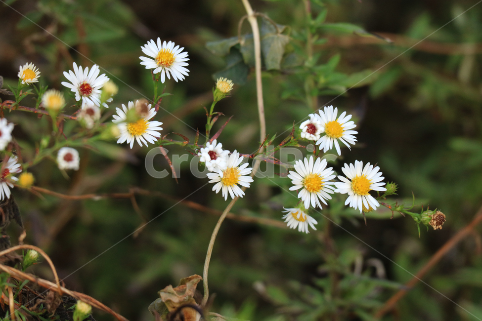꽃,야생화,흰꽃,하얀꽃,가을,계절,자연,들꽃,꽃송이,꽃밭,식물,자연,plants,nature,꽃,flower
