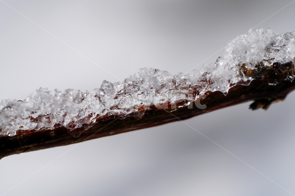 한국자연,겨울,계절,자연,korea,winter,season,nature,snow,눈,흰눈,눈내린,눈이내린,눈오는,눈쌓인,눈이쌓인,풍경,landscape,얼음,얼다,추위,춥다,추운,cold,식물,plants,강아지풀,겨울눈,겨울풀,잡초,풀,스냅,스냅사진,snap,snapshot,감성,감성사진,접사,macro,나무,나뭇가지,tree,ice,겨울,계절,winter,season