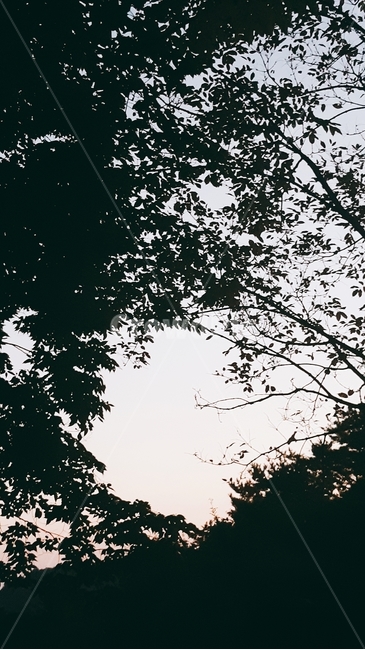 나무,하늘,나뭇잎,sky,나뭇가지