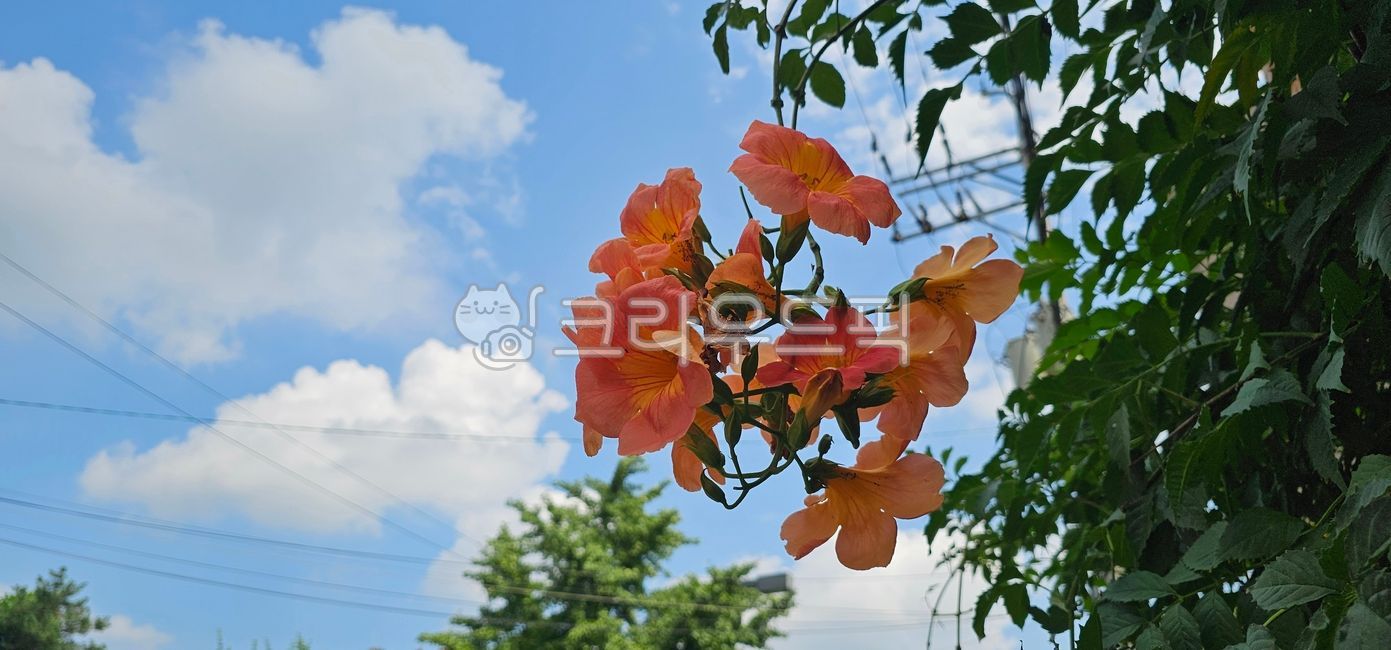 능소화,꽃,주황색꽃,여름꽃,하늘,구름