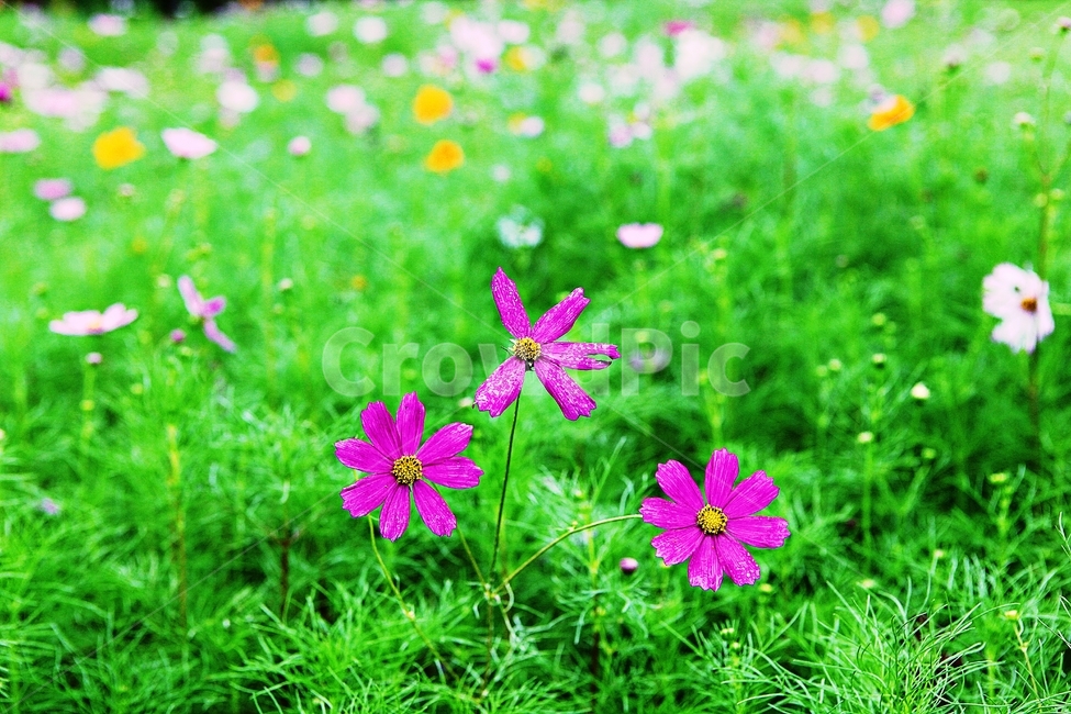 코스모스,꽃,꽃잎,식물,자연,가을,가을꽃,공원,식물,자연,plants,nature,꽃,flower