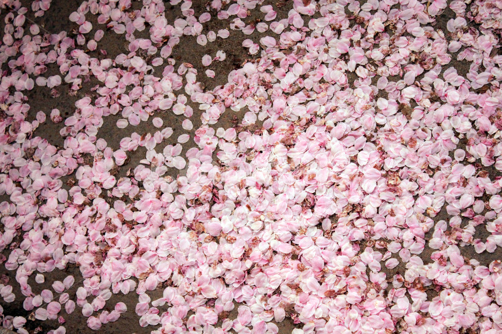 Cherry Blossom,blossom,nature,tree,branch,flower,spring,petal,plant,earth,floor