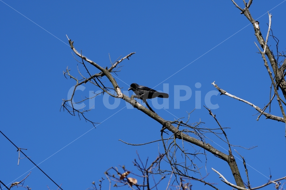 까마귀,새,조류,동물,bird,animal,하늘,sky,blue,나무,나뭇가지,겨울,winter,동물,animal,조류,새,birds