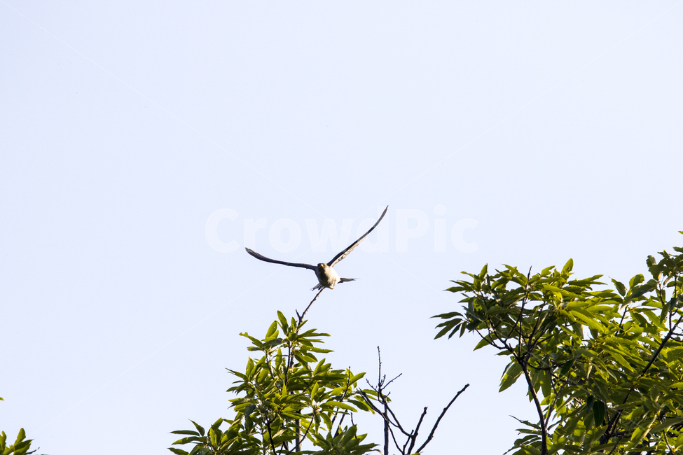 뻐꾸기,둥지,모정,사랑,날다,동물,animal,조류,새,birds