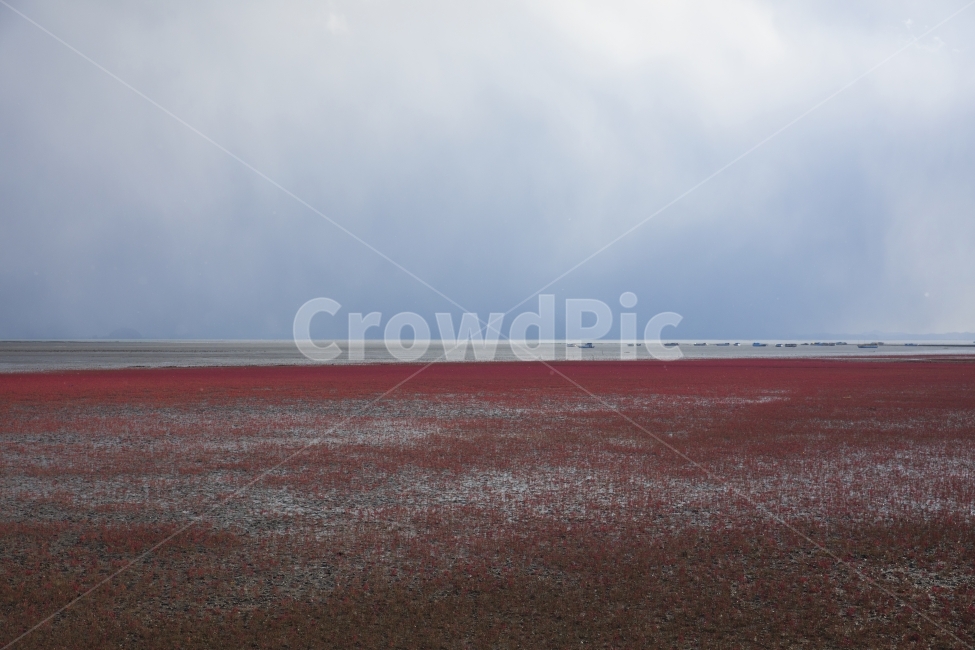 바닷가,함초,칠면초,구름,수평선,자연,풍경,nature,landscape,outdoors,옥외