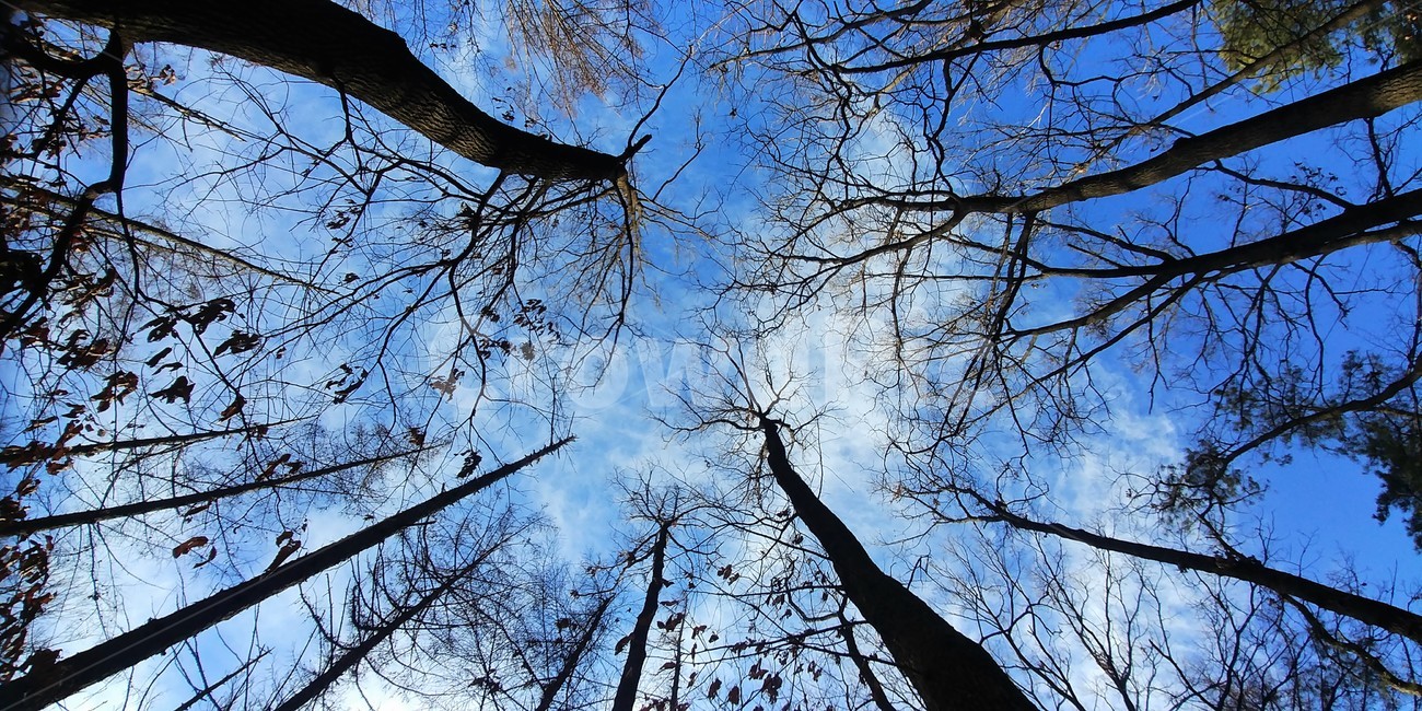 숲,나무,겨울숲,겨울나무,하늘,창공,sky,하늘풍경,자연풍경,한국풍경,자연경관,tree,plant,식물,tree trunk,나무 줄기