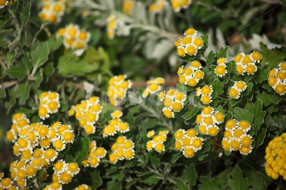 갯국화,국화과,꽃,식물,chrysanthemumpacificum,식물,자연,plants,nature,꽃,flower
