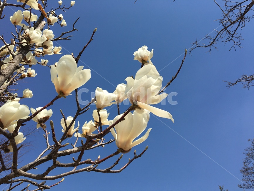 목련,봄,꽃,magnolia,flower,spring,감성