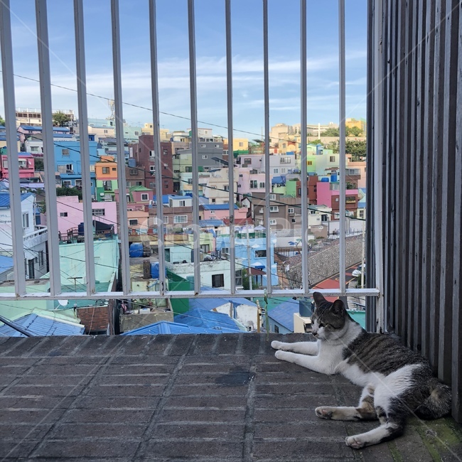 고양이,부산,벽화마을,풍경,동네,알록달록,동물,animal,포유류,mammal,고양이,cat,kitten,kitty