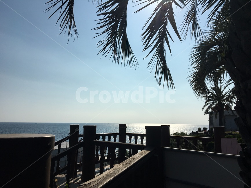 바다,수평선,야자수,제주도,맑은하늘