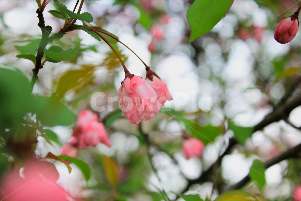 꽃,시즌,식물,꽃봉오리,분홍꽃,flower,season,plant,pink,보케,식물,자연,plants,nature,꽃,flower