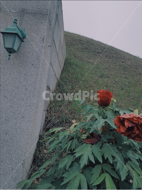 장미,꽃,분위기,퐁경,빨간꽃