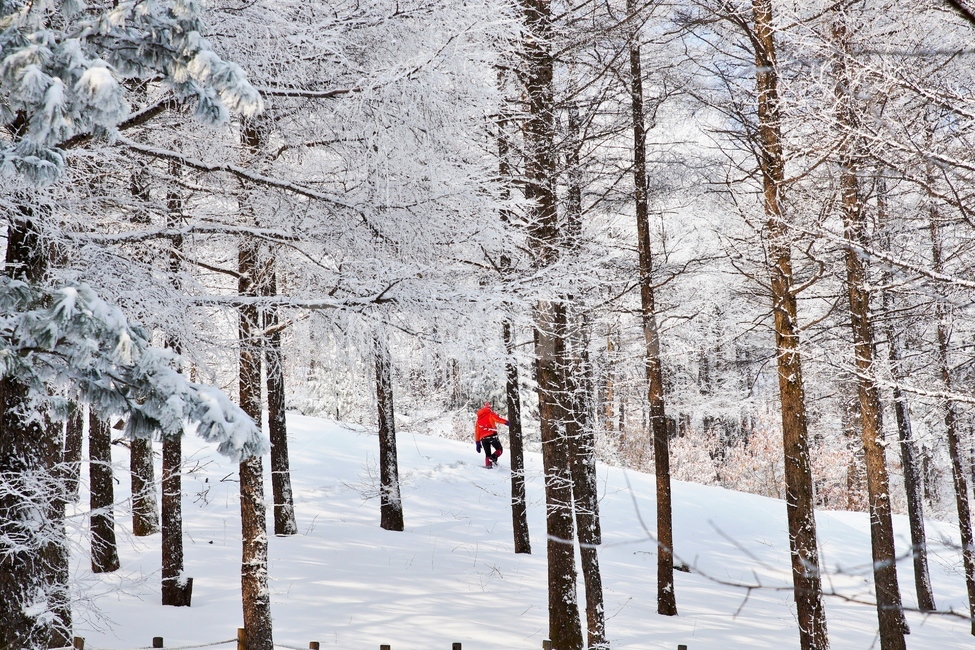 함백산,만항재,설경,풍경,정선,겨울,계절,winter,season,자연,풍경,nature,landscape,사람,인물,인간,human,person,outdoors,옥외,tree,나무,plant,식물