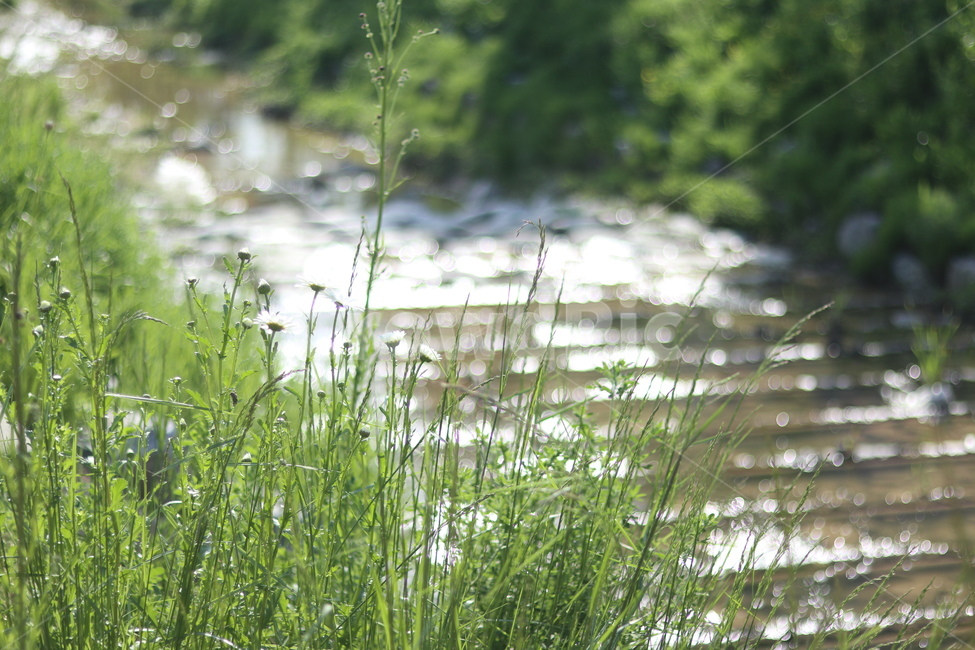 보케,빛,물,푸르름,맑음,자연,풍경,nature,landscape,식물,plants,land,땅,outdoors,옥외,water,grass,잔디,plant