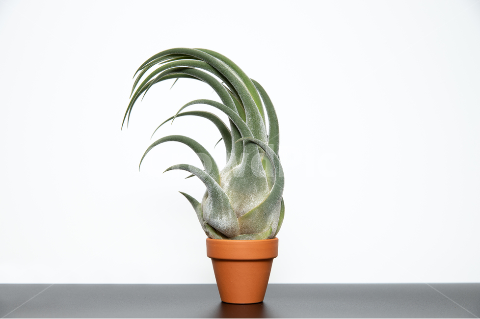 plant,식물,공기정화식물,셀레리아나,공기정화,틸란드시아,틸란시아,실내용화초,화분,화초,house plant