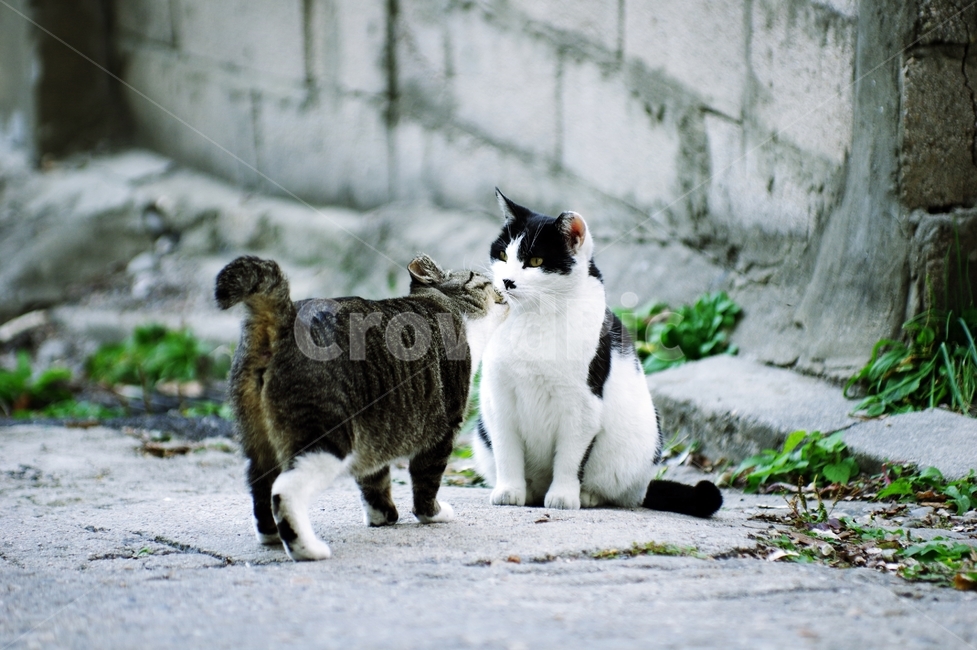 animal,동물,mammal,포유류,manx,pet,cat,고양이,동물,animal,포유류,mammal,고양이,cat,kitten,kitty