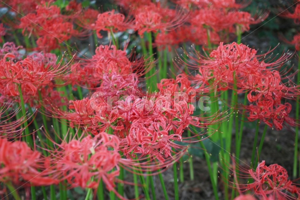 상사화,석산,꽃무릇,꽃,flower,식물,식물,자연,plants,nature,꽃,flower