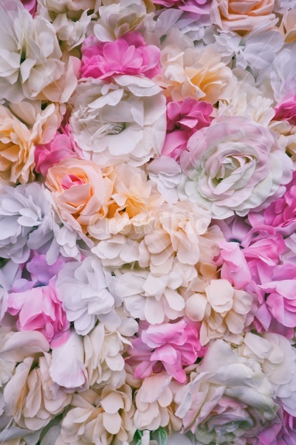 꽃,식물,장미,rose,flower,plant,꽃다발,blossom