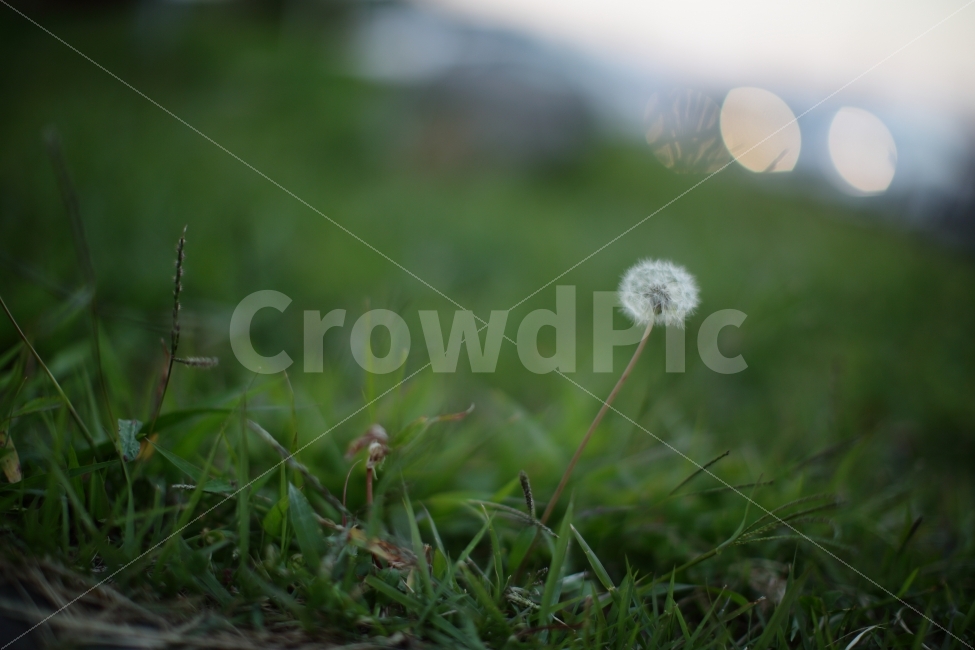 민들레,민들레홀씨,꽃,배경,ppt,식물,자연,plants,nature,꽃,flower,감성,sensible,feeling