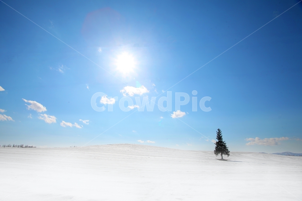설경,비에이,설원,겨울,자연,풍경,세계,눈,설산,sapporo,biei,winter,겨울,계절,winter,season,자연,풍경,nature,landscape,해외,외국,세계,foreign,oversea,world,세계자연풍경,해외자연풍경,외국자연풍경,world nature landscape,tree,나무,plant,식물,outdoors,옥외