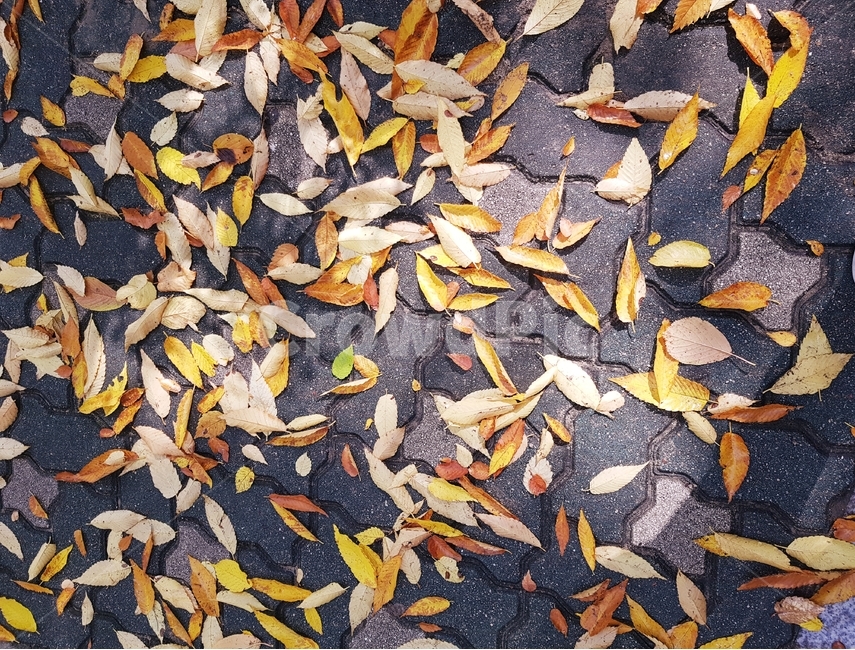가을,나뭇잎,낙옆,노란색,바닥,autumn,단풍잎