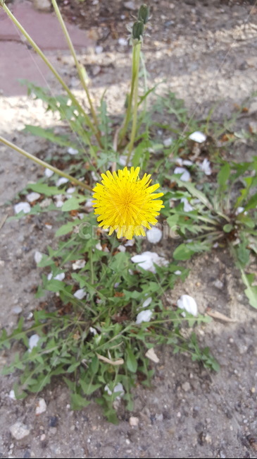 민들레,꽃,봄꽃,식물,노란색,식물,자연,plants,nature,꽃,flower