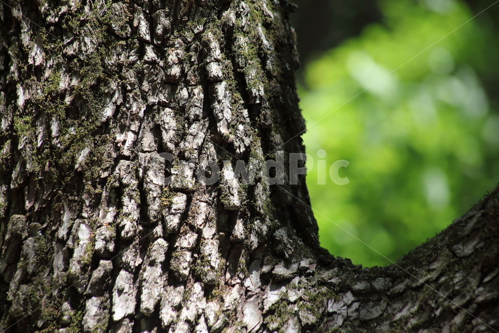 나무,껍질,식물,bark,wood,나무껍질,수피