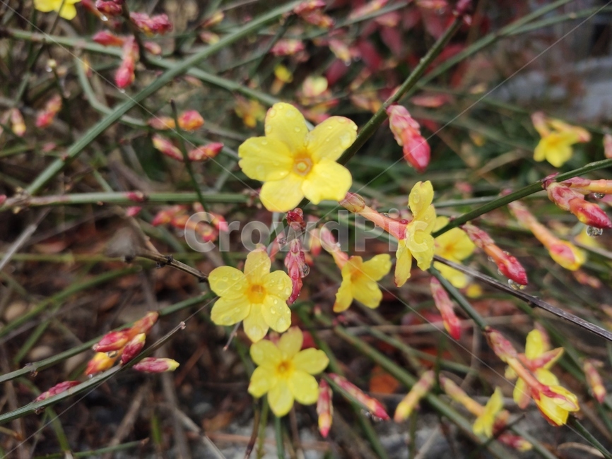 영춘화,중국원산,개나리의꽃,노란꽃,개나리,봄,봄꽃,blossom,plant,식물,flower,꽃