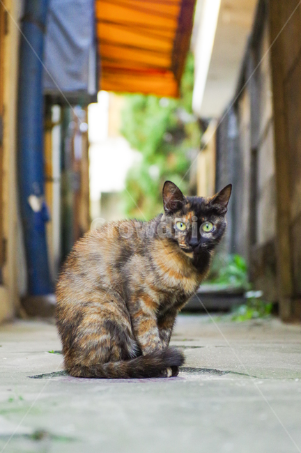 고양이,길고양이,야옹이,길냥이,kitty,야생동물,감성,반려동물,생명,cat,길,street,동물,animal,포유류,mammal,고양이,cat,kitten,kitty