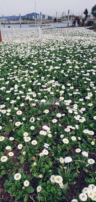 plant,식물,꽃,아네모네,flower,anemone,blossom