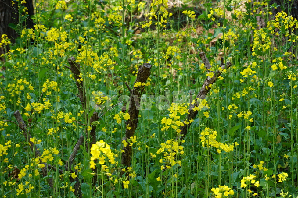 유채꽃,식물,꽃,자연,rapeflower,plants,flower,nature