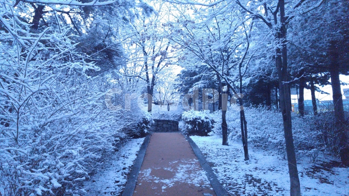 겨울,눈,눈내린길,산책로,설경,눈내린풍경