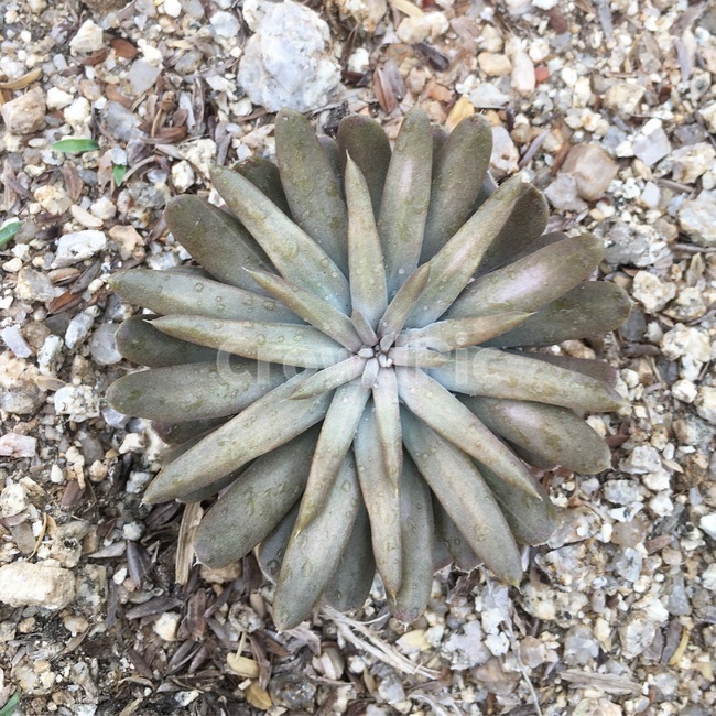 식물,와송,다육,약초,약재,식물,자연,plants,nature