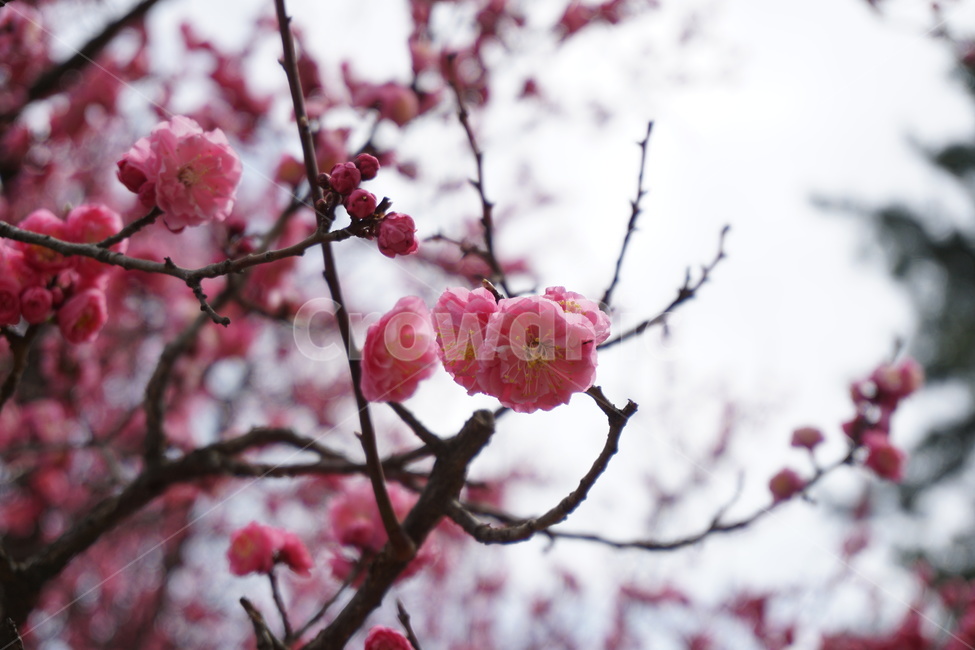 홍매화,봄,기다림,분홍,꽃,자연,봄,계절,spring,season,식물,자연,plants,nature,꽃,flower,plant,blossom