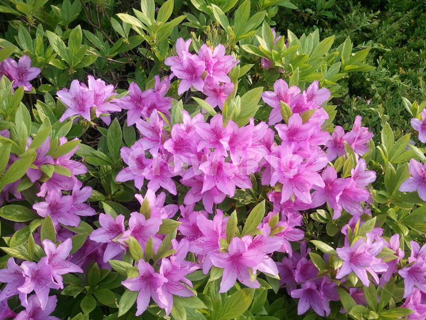 철쭉,smilerosebay,진달래과,식물,봄꽃,개꽃나무,관상용