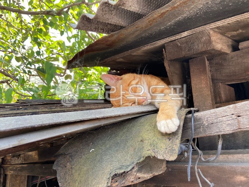 길냥이,고양이,낮잠,옛날집,지붕,handrail,banister,난간