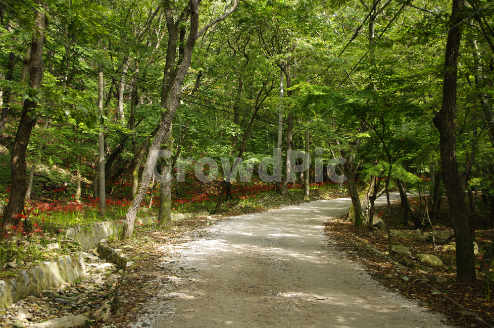 길,나무,숲,초록,풍경,자연,풍경,nature,landscape,tree,plant,식물,road,도로,tree trunk,나무 줄기
