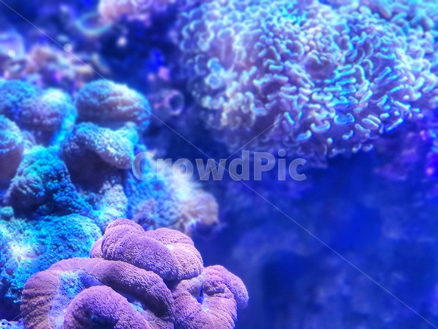바다,산호,바다속,blue,파랑,물,자연,암초,sealife,nature,sea,산호초,아쿠아리움