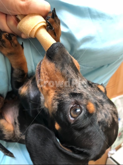 dog,puppy,닥스훈트,강아지,개,동물,animal,dachshund