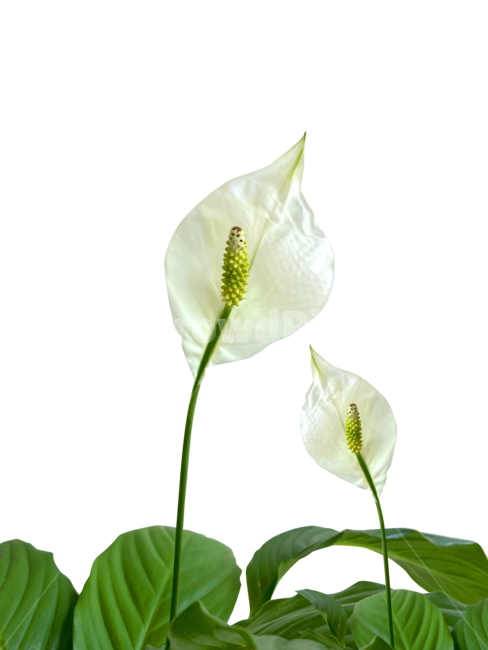 식물,꽃,스파트필름,스파트필름꽃,스파티필름,누끼,remove background