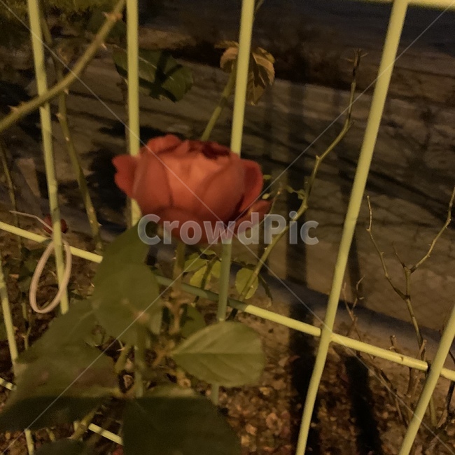 장미,rose,자연,night,밤,식물,자연,plants,nature,꽃,flower