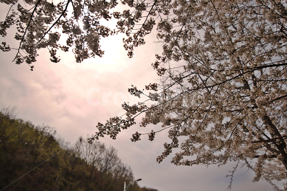 벚꽃,자연풍경,감성사진,식물,하늘,봄,계절,spring,season,자연,풍경,nature,landscape,식물,plants,나무,trees,wood,plant,tree