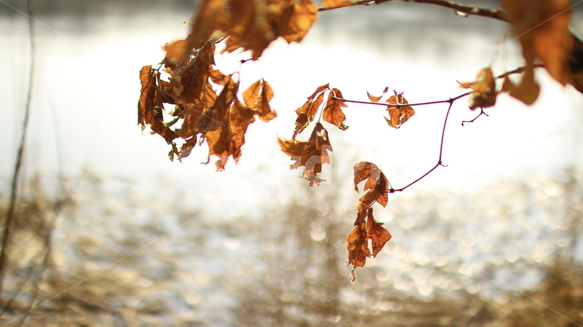 겨울낙엽,마른잎새,겨울,쓸쓸함,빛,화사함,주홍잎,leaf,plant,tree