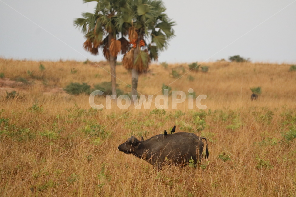 아프리카,사파리,자연,물소,safari,africa,동물,animal,포유류,mammal