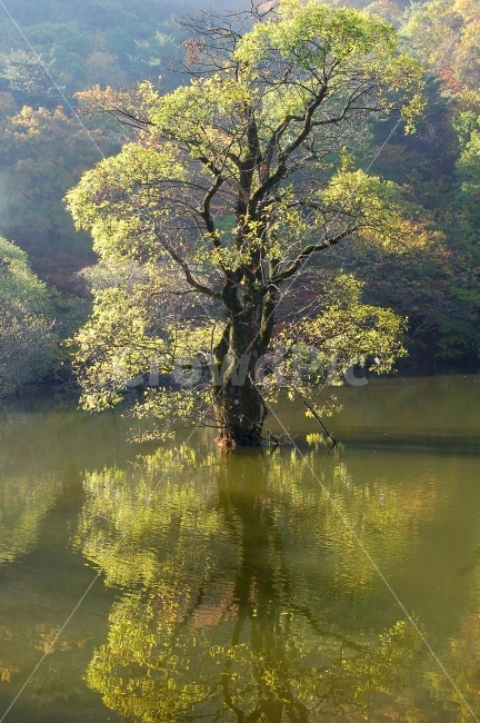 주산지,저수지,호수,나무,왕버들,풍경,가을,단풍,산,숲,자연,반영,물,풍경사진,풍경이미지,청송군,경상북도,한국,가을,계절,fall,autumn,season,자연,풍경,nature,landscape,한국자연풍경,한국자연경관,korea nature landscape,식물,plants,나무,trees,wood,water,plant,tree